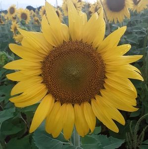 Meet your Posher, Trina